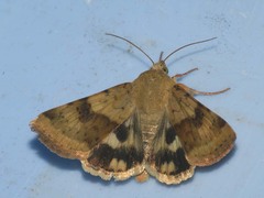 Heliothis viriplaca
