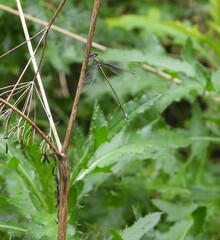 Lestes virens