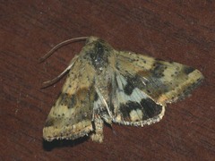 Heliothis viriplaca