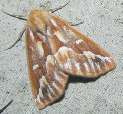 Caripeta piniata