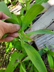 Maianthemum stellatum
