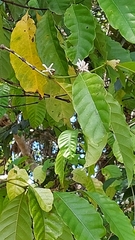 Coffea arabica