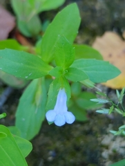 Lindernia dubia