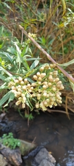 Baccharis salicifolia