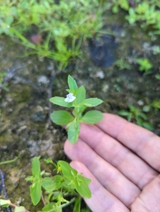 Lindernia dubia