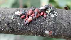 Oxycarenus lavaterae