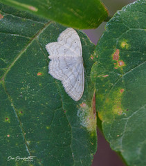 Scopula umbilicata