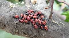 Oxycarenus lavaterae