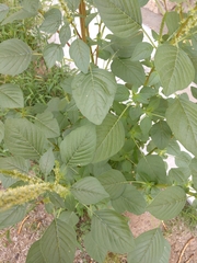 Amaranthus palmeri