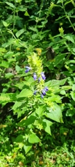 Salvia longispicata