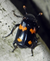 Nicrophorus orbicollis