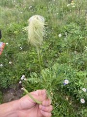 Pulsatilla occidentalis