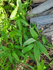 Maianthemum stellatum