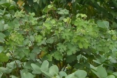 Urena lobata sinuata