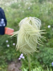 Pulsatilla occidentalis