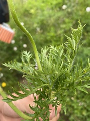 Pulsatilla occidentalis