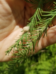Taxodiomyia cupressiananassa