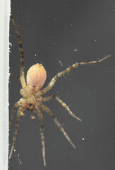 Pardosa pauxilla