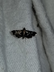 Diathrausta reconditalis