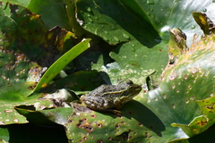 Lithobates montezumae