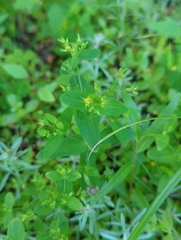 Hypericum mutilum