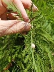 Taxodiomyia cupressiananassa