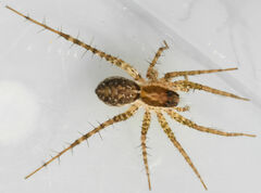 Pardosa pauxilla