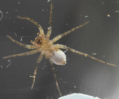 Pardosa pauxilla