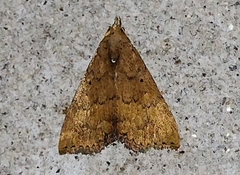 Scolecocampinae