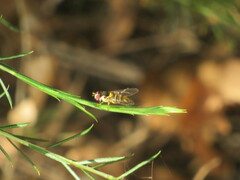 Allograpta obliqua