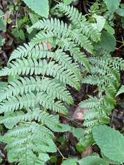 Dryopteris marginalis