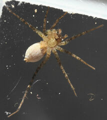 Pardosa delicatula
