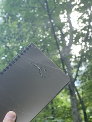 Trichonephila clavata