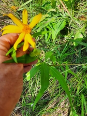 Helianthus maximiliani