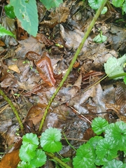 Dryopteris marginalis