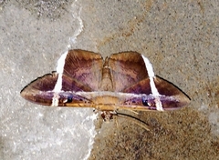 Hemeroblemma mexicana