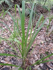 Chasmanthium sessiliflorum