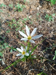 Zephyranthes candida