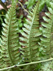 Dryopteris marginalis