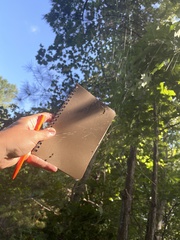 Trichonephila clavata