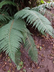 Polystichum setiferum