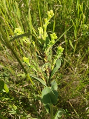 Macrosiphini