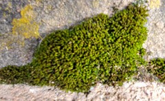 Plenogemma phyllantha