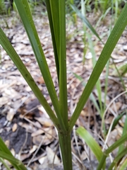 Chasmanthium sessiliflorum