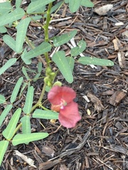 Macroptilium lathyroides