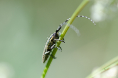 Agapanthia villosoviridescens