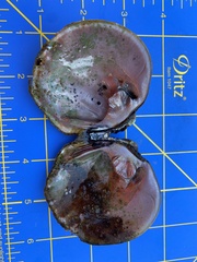 Cyclonaias tuberculata