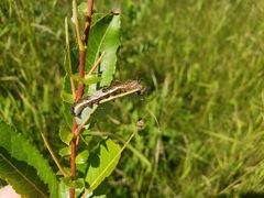 Limenitis