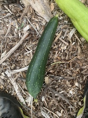 Cucumis