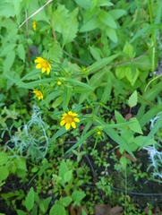 Asteraceae